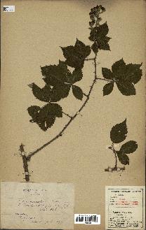 spécimen de Rubus hedycarpus