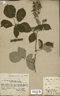 spécimen de Rubus godronii