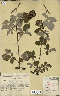 spécimen de Rubus godronii