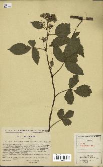 spécimen de Rubus hemistemon