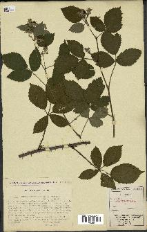 spécimen de Rubus hemistemon