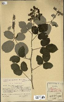 spécimen de Rubus godronii