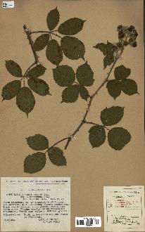 spécimen de Rubus godronii