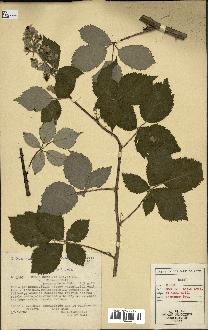 spécimen de Rubus godronii