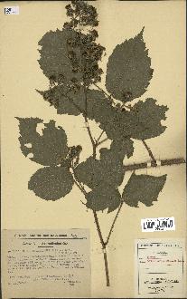 spécimen de Rubus granulatus