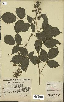 spécimen de Rubus granulatus