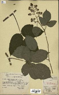 spécimen de Rubus gratiosus