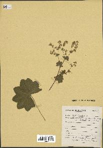 spécimen de Alchemilla glabra