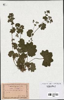 spécimen de Alchemilla glabra