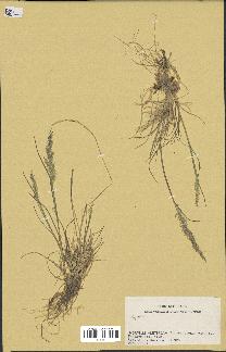 spécimen de Agrostis sp.