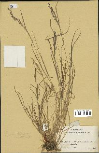 spécimen de Agrostis stolonifera