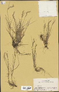 spécimen de Agrostis sp.