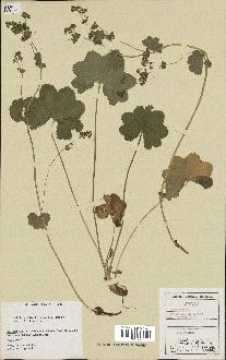 spécimen de Alchemilla filicaulis