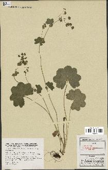 spécimen de Alchemilla filicaulis