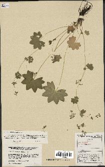 spécimen de Alchemilla acutiloba