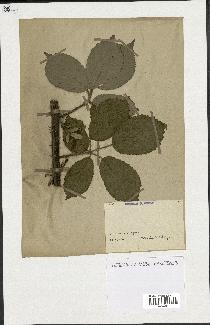 spécimen de Rubus sp.