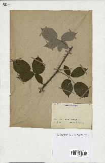 spécimen de Rubus sp.