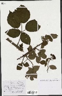 spécimen de Rubus sp.