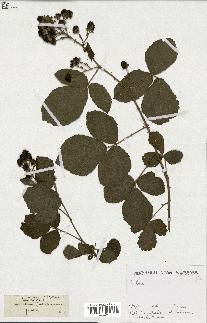 spécimen de Rubus sp.