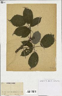 spécimen de Rubus sp.