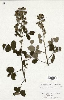 spécimen de Rubus propinquus