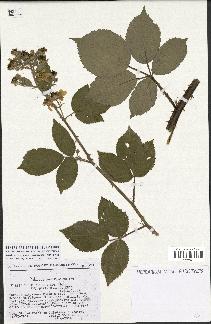 spécimen de Rubus thyrsoideus