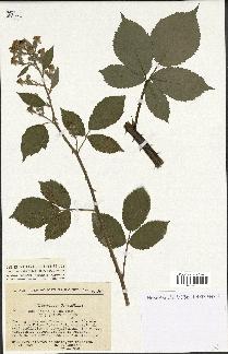 spécimen de Rubus thyrsoideus