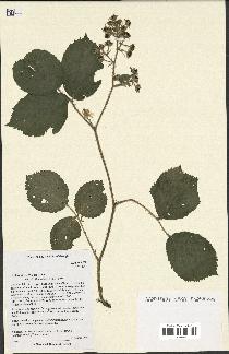 spécimen de Rubus hirtus