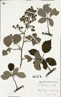 spécimen de Rubus propinquus