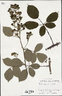 spécimen de Rubus propinquus