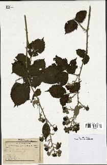 spécimen de Rubus speciosus