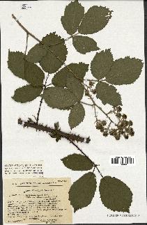 spécimen de Rubus schmidelyanus