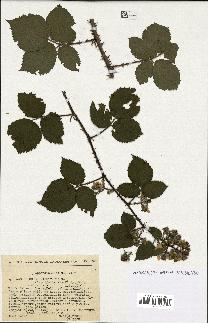 spécimen de Rubus schmidelyanus