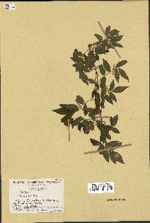 spécimen de Rubus sp.