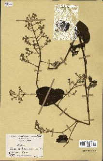 spécimen de Rubus sp.