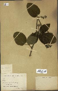 spécimen de Rubus sp.