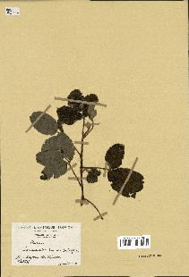 spécimen de Rubus sp.
