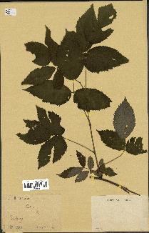 spécimen de Rubus sp.
