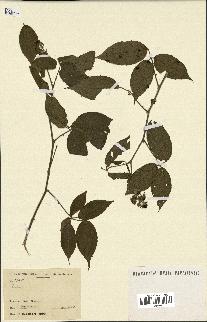 spécimen de Rubus sp.