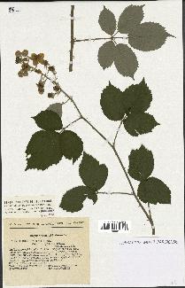 spécimen de Rubus vestitus