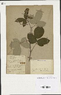 spécimen de Rubus ulmifolius