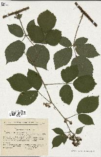 spécimen de Rubus rosaceus