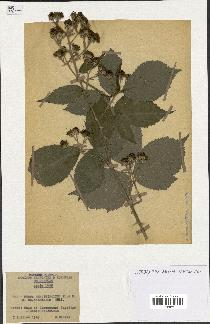 spécimen de Rubus rhamnifolius