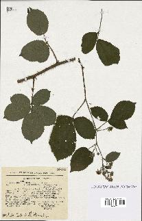 spécimen de Rubus radula x pallidus