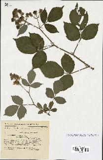 spécimen de Rubus radula