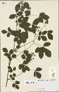 spécimen de Rubus caesius x tomentosus