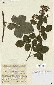 spécimen de Rubus caesius x tomentosus