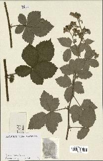 spécimen de Rubus caesius x tomentosus