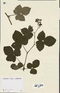 spécimen de Rubus leucophaeus