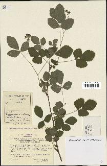 spécimen de Rubus caesius x tomentosus